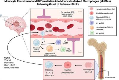 The Translational Potential of Microglia and Monocyte-Derived Macrophages in Ischemic Stroke